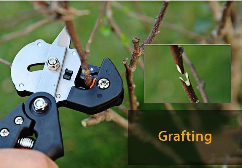 2 in 1 Graft Tool Pro