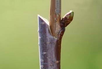 2 in 1 Graft Tool Pro